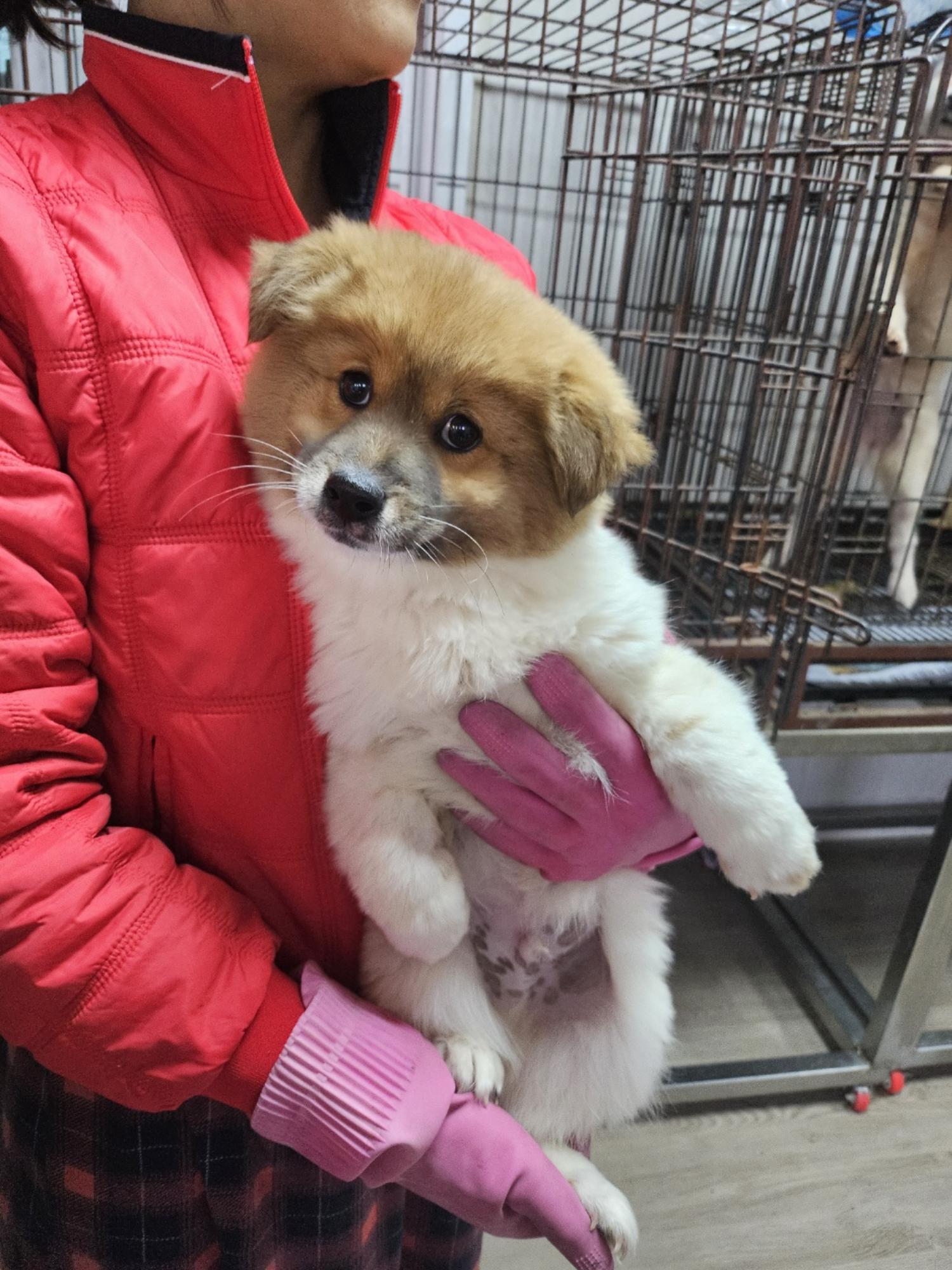 영광동물보호센터_446497202400581
